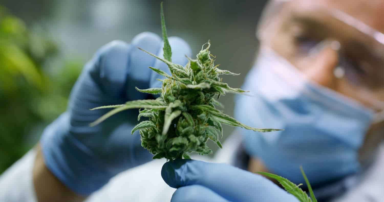 cannabis medical cbd bienfait